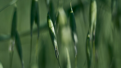 Fondo verde abstracto