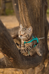 Hauskatze getiegert Kitten Baum klettern 