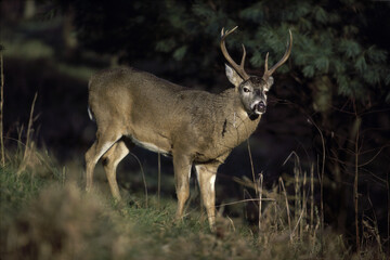 Deer with Antlers in woods