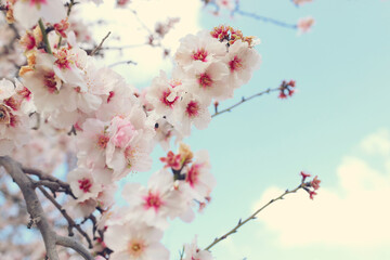 background of spring cherry blossoms tree. selective focus