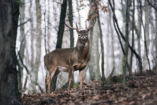 White Tailed Deer Buck