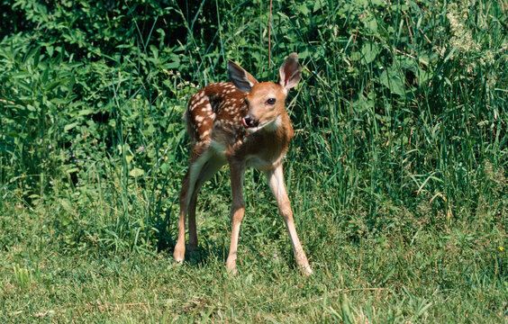 White-Tailed Fawn on meadow