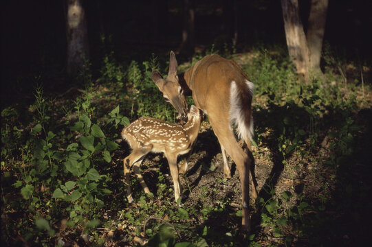 White Tailed Doe