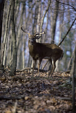 White Tailed Deer Buck