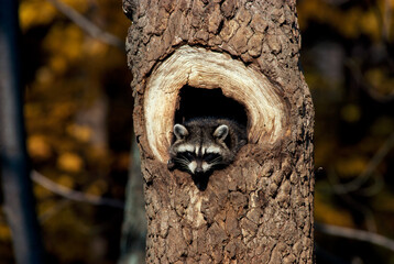 Raccoon peeking from a tree hole (Procyon lotor)