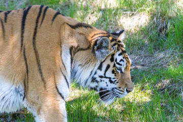 Amur Tiger, Welt größte Katze