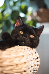 Schwarze Katze Kitten