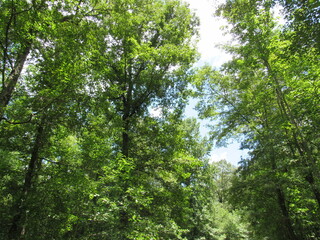 Obraz premium Trees in the lush forest of Georgia on a nature trail.