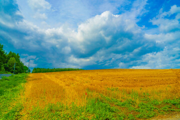 北海道富良野の平原