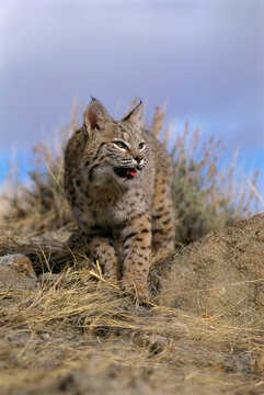 Bobcat