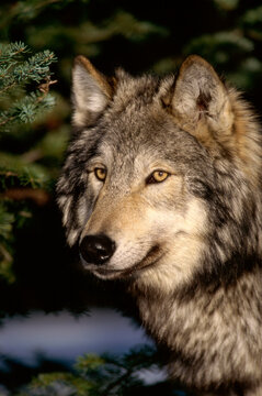 Close-up of a Timber Wolf