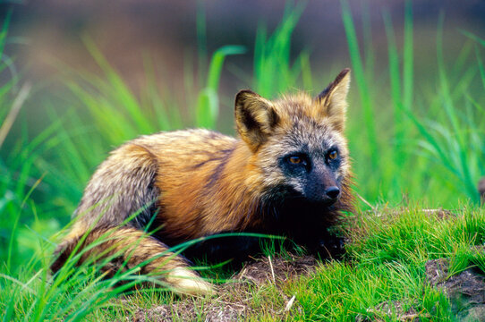 Cross Fox lying on the ground