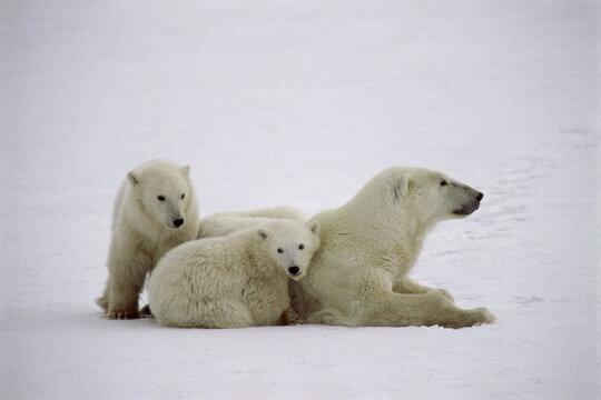 Polar bears on ice