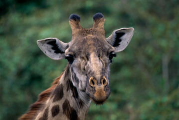 Portrait of a giraffe, Masai Mara Game Reserve, Kenya