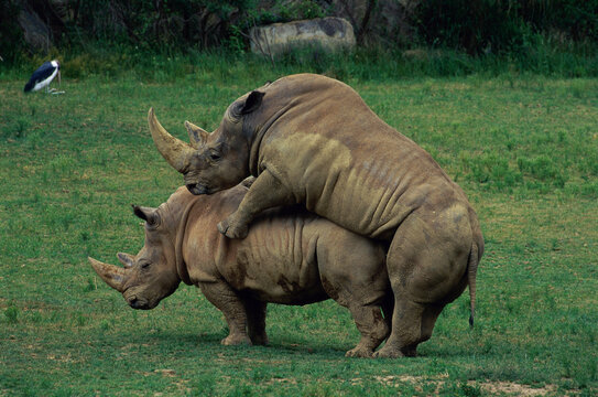 Rhinoceroses mating in a field