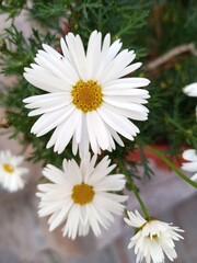 Obraz premium white daisies in a garden