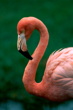 Close-up of a flamingo