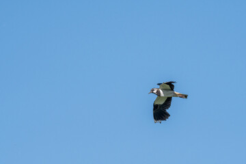 Northern Lapwing (Vanellus vanellus) in a field