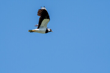 Northern Lapwing (Vanellus vanellus) in a field