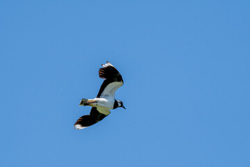 Northern Lapwing (Vanellus vanellus) in a field