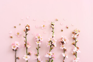 Obraz na płótnie Canvas image of spring white cherry blossoms tree over pink pastel background. vintage filtered image
