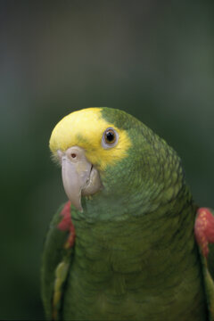 Close-up of a Yellow-headed Parrot
