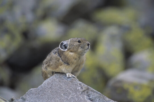 Pika on a rock