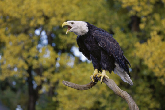 Bald Eagle perched on a tree branch