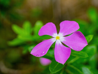 Close up shot of Catharanthus roseus blossom