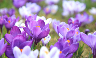 Krokusse im Fr&uuml;hling	
