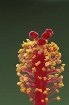 Close-up of Hibiscus