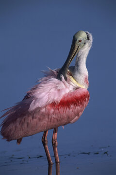 Close-up of a Roseate Spoonbill