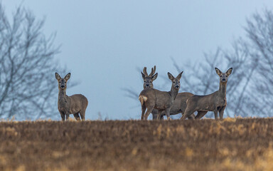 Roe deer in the wild