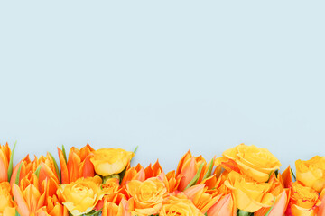 Border of orange tulips and roses on blue background. Mothers Day, Valentines Day, birthday concept