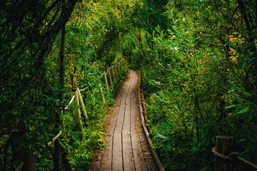 wooden bridge in the forest. Beautiful greenery view of the garden