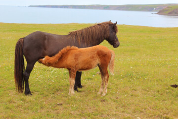 Naklejka na ściany i meble Islandpferd / Icelandic horse / Equus ferus caballus.