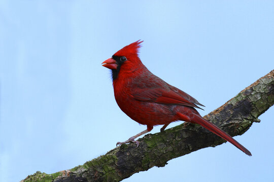 Northern Cardinal on a branch