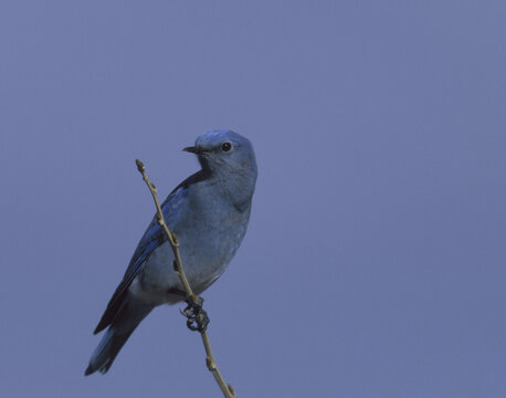 Mountain Bluebird on a twig
