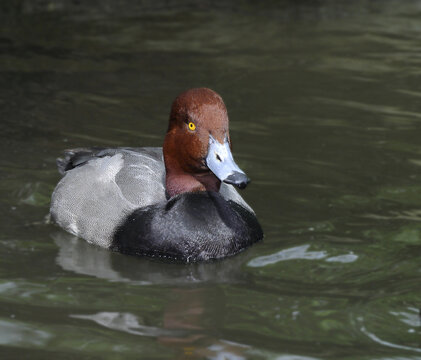 Redhead Duck in water