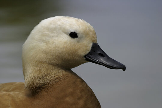 Close-up of a Ruddy Shelduck (Tadorna ferruginea)