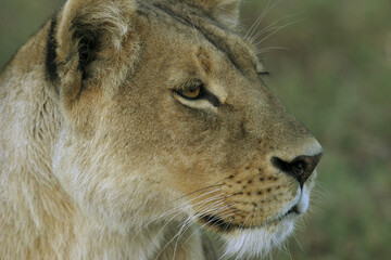 Close-up of the face of a lioness