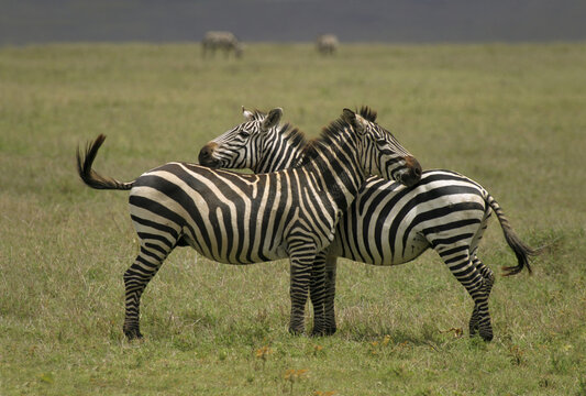 Two zebras in a field