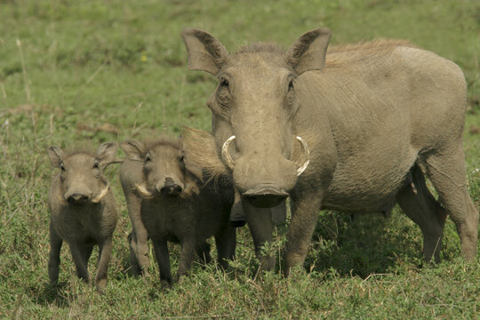 Fototapeta Family of warthogs