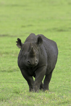 Black rhinoceros in a field