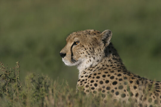 Close-up of a cheetah in a grassy field