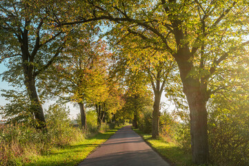 Fototapeta na wymiar autumn road with sunny lighted trees
