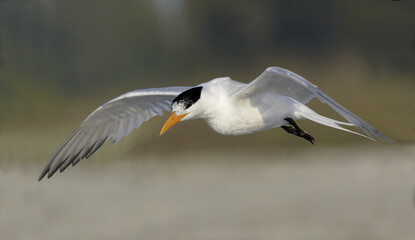 Royal Tern flying in the sky