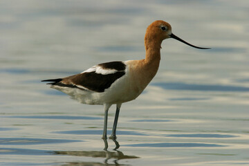 American Avocet in water