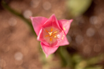 Tulpe Rosa Bokeh Blume Garten Frühling 