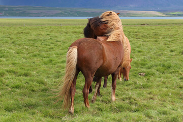 Islandpferd / Icelandic horse / Equus ferus caballus